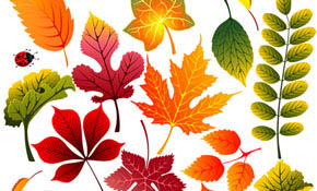 Autumn Leaves 2